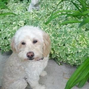 Meet your Posher, Patty